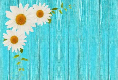 High angle view of blue daisy on wood