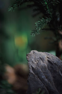Close-up of rock on tree in forest
