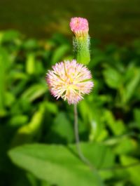 Close-up of pink flower blooming outdoors