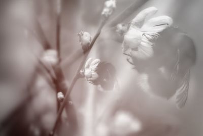 Close-up of flowering plant