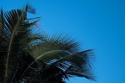 Low angle view of palm tree against blue sky