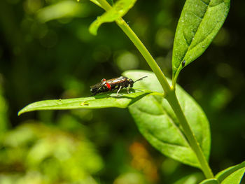 Close-up of insect on leaf