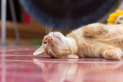 Close-up of cat relaxing on floor