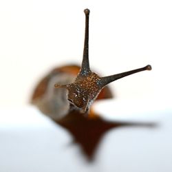 Close-up of insect