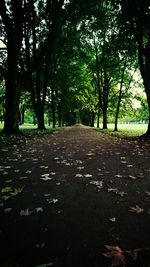 Road amidst trees in forest during autumn