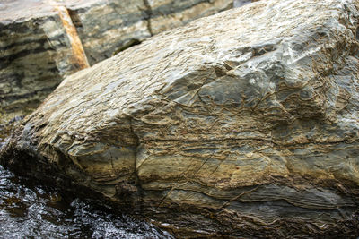 Close-up of lizard on rock