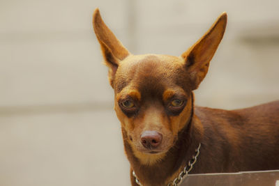 Close-up portrait of a dog