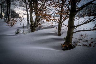 Trees on snow covered field