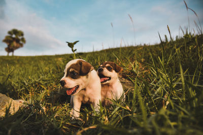 Dog in a field