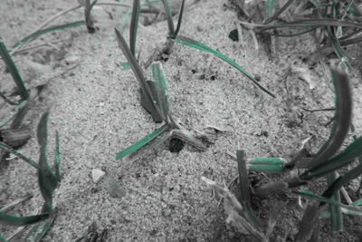 High angle view of insect on land