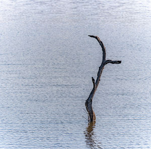 High angle view of driftwood in lake