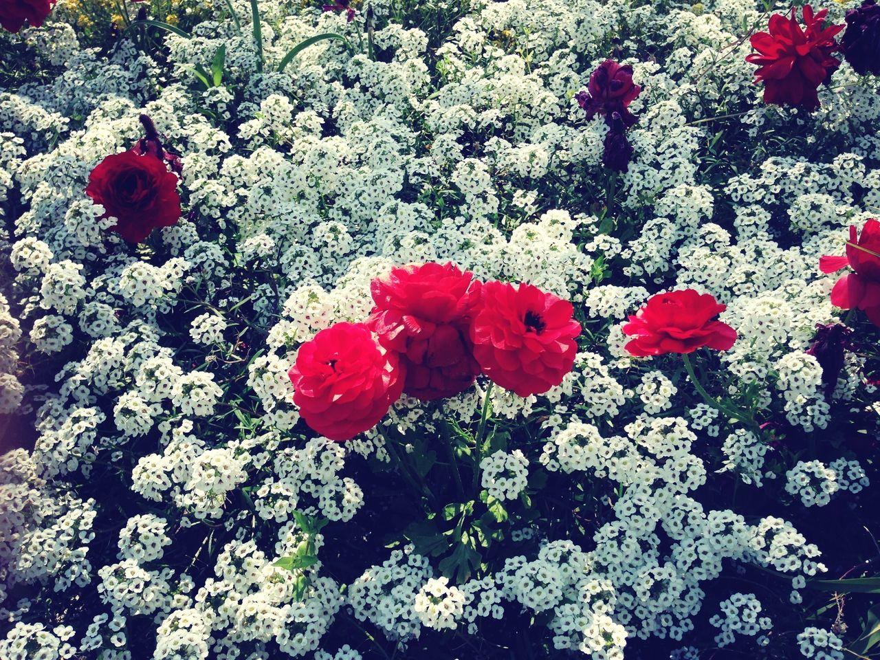 red, flower, growth, petal, freshness, fragility, plant, beauty in nature, nature, high angle view, flower head, blooming, leaf, rose - flower, day, outdoors, in bloom, no people, pink color, close-up