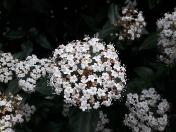 Close-up of white flowering plants