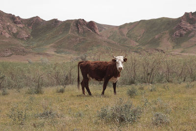 Horse grazing on field