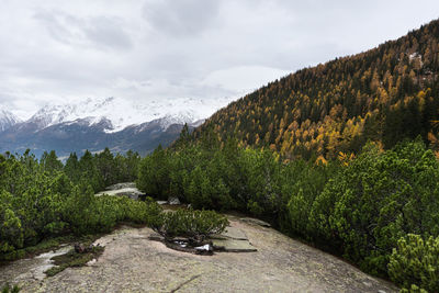 Forest in the autumn along the way of the red train of the bernina