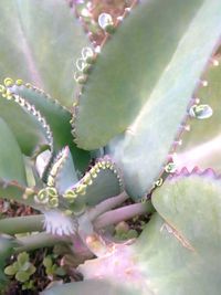 Close-up of succulent plant