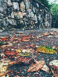 Close-up of autumn leaves on rock