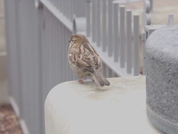 Close-up of bird perching on table