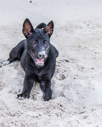 Portrait of black dog running on land