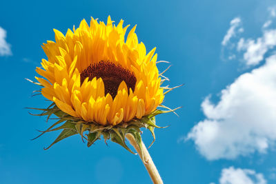Close-up of yellow sunflower against sky