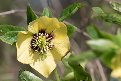 Close up of a hellebore flower in bloom