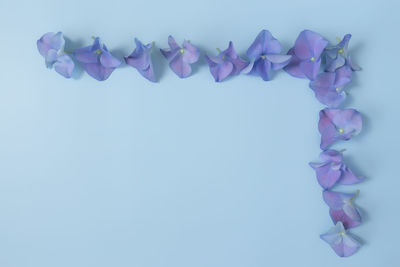 Close-up of blue flowers against white background