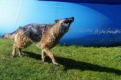 Full length of a dog on field