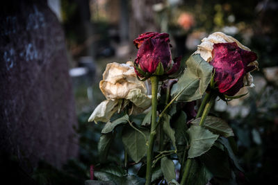 Close-up of wilted rose