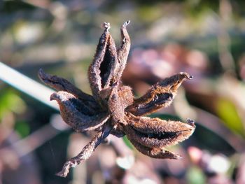 Close-up of dry flower on plant