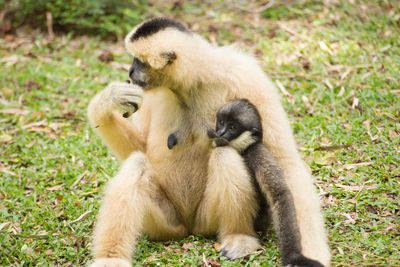 Close-up of monkey sitting on grass