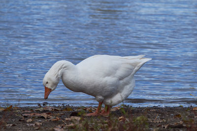 Close-up of seagull