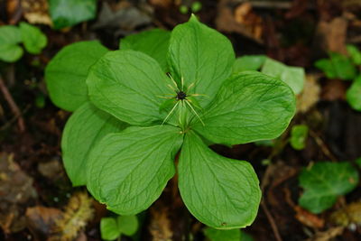 High angle view of insect on leaf