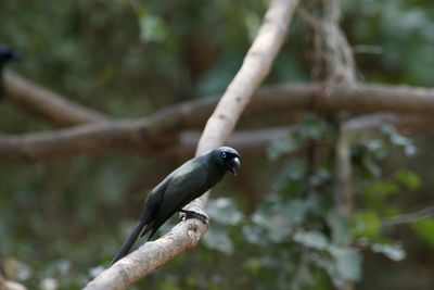 Bird perching on branch