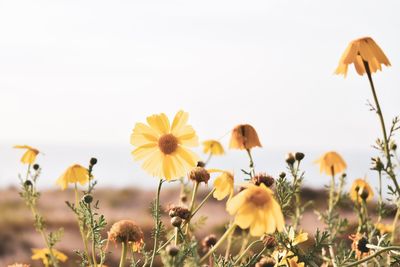 Close-up of yellow flowering plants on field against clear sky