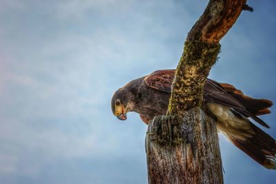 Low angle view of eagle on tree trunk