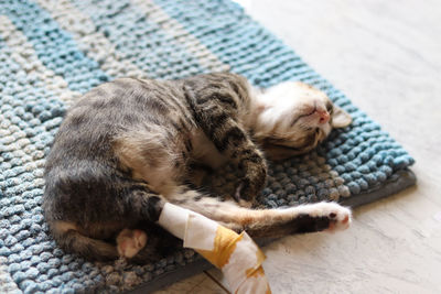 High angle view of an injured rescued cat sleeping