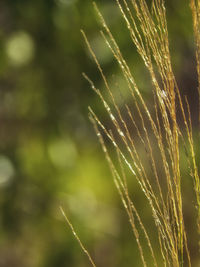 Close-up of crops growing on field