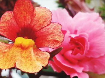 Close-up of flower blooming