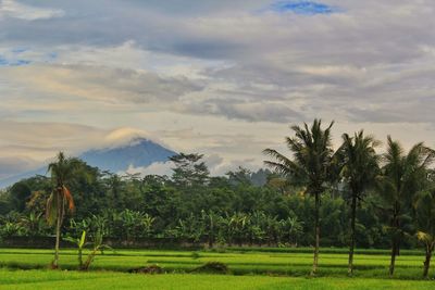 Scenic view of trees on field against sky