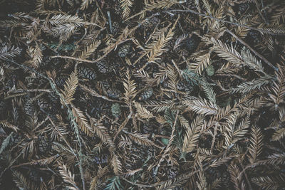 Full frame shot of crops