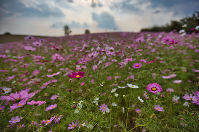 Close-up of pink flowering plants on field against sky 