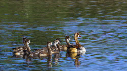 Ducks swimming in lake