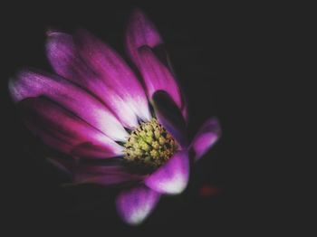 Close-up of purple flower blooming against black background