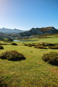 Scenic view of field against clear sky