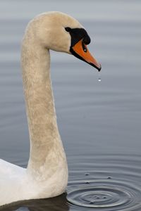 Close-up of swan swimming in lake