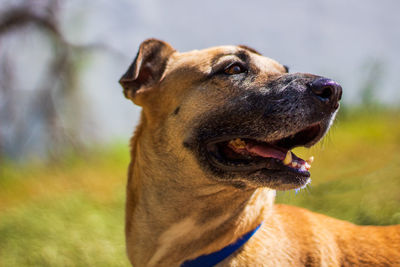 Close-up of a dog looking away