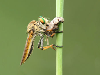 Close-up of dragonfly on plant