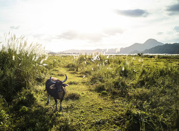 Cow on field against sky