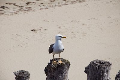 Seagull perching on wooden post