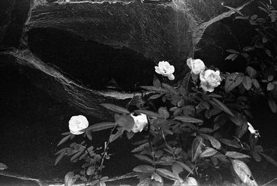 High angle view of flowers